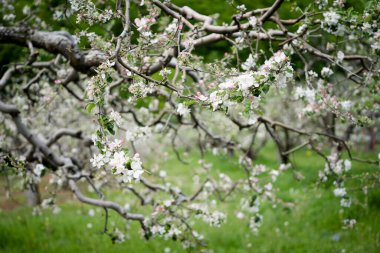 Bahar mevsiminde arka planda meyve bahçesi olan ağaç dalında çiçek açan beyaz elma çiçeklerine yakın plan.