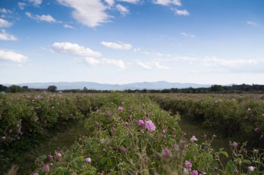 Hasat zamanı, mavi gökyüzü ve bulutların üzerinde olduğu bir tarlada çiçek açan pembe gül sıralarının yakın perspektifi