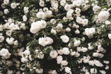 Beyaz güllerin arkaplan dokusunun ön görünümü