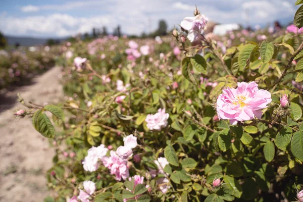 row of beautiful pink rose plantation fields in Bulgaria near the time of harvest