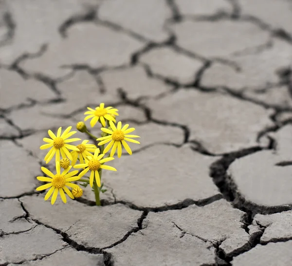 Aşırı koşullarda yaşam