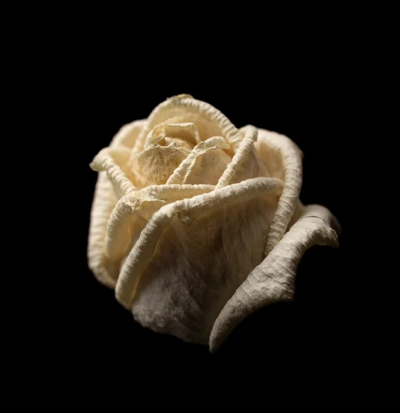 Rosa blanca marchita sobre fondo oscuro —  Fotos de Stock