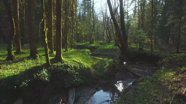 Πράσινο Δάσος Ποτάμι — Φωτογραφία Αρχείου