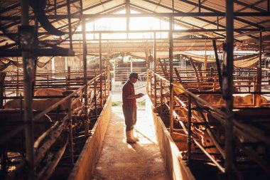 Agriculture industry cattle farming, Smart farmer use technology tablet for livestock and husbandry control. Asian man in cattle farm under sunlight on the morning.