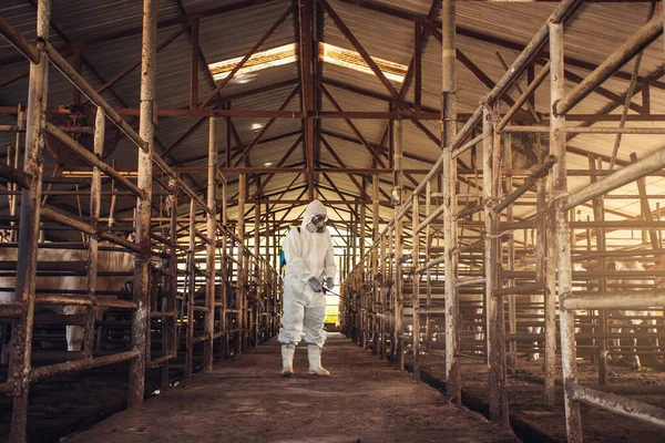 People wearing personal protective equipment or PPE with spraying disinfectant for protection pandemic of disease in cattle farm. Agriculture cattle farm industry.