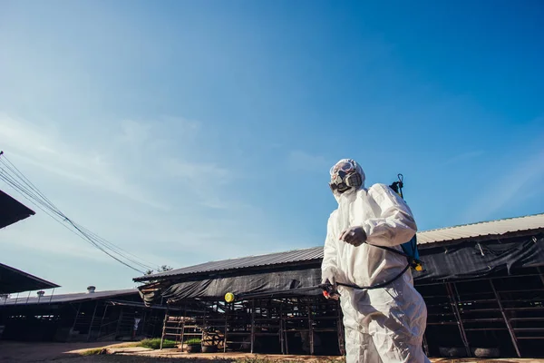 People wearing personal protective equipment or PPE with spraying disinfectant for protection pandemic of disease in cattle farm. Agriculture cattle farm industry.