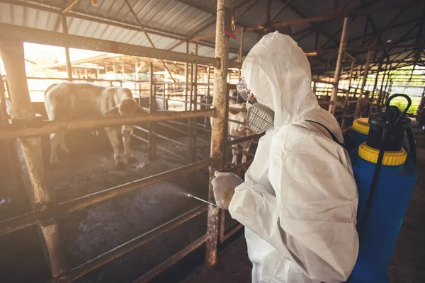 People wearing personal protective equipment or PPE with spraying disinfectant for protection pandemic of disease in cattle farm. Agriculture cattle farm industry.
