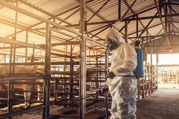 People wearing personal protective equipment or PPE with spraying disinfectant for protection pandemic of disease in cattle farm. Agriculture cattle farm industry.