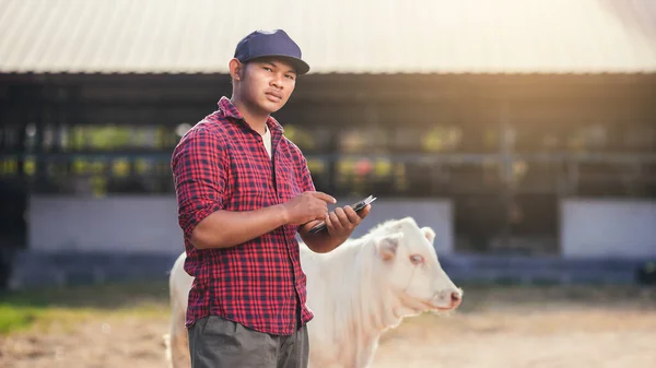 Agriculture industry cattle farming, Smart farmer use technology tablet for livestock and husbandry control. Portrait Asian man with small calf in farm.