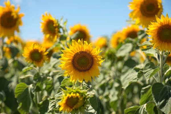 Parlak, sarı ayçiçeği ve bir arı