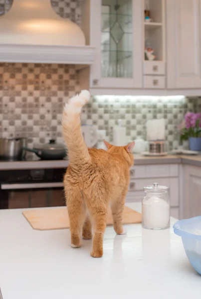 Красная кошка на кухонном столе — стоковое фото