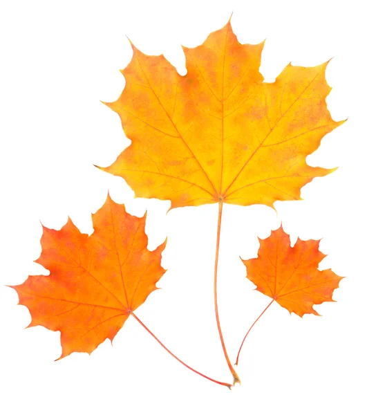 白い背景に分離された秋の黄葉 — ストック写真