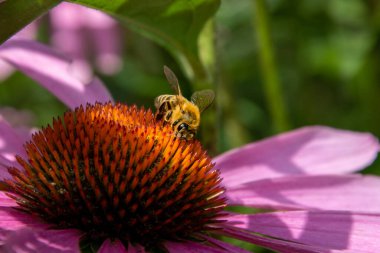 Doğu mor koni çiçeğinin üzerinde oturan bal arısı. Güzellik böceği, bal, tozlaşma, nektar.  