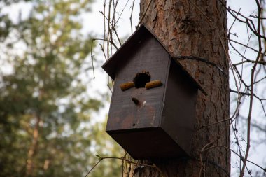 Ormandaki bir çam ağacında kuş evi..