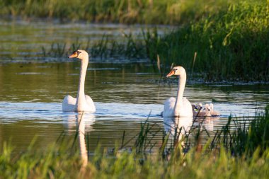 Nehirde ünlü bir gün doğumu.