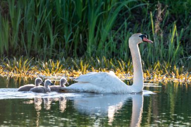 Nehirde ünlü bir gün doğumu.