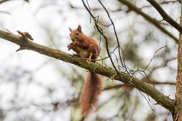 Écureuil Assis Sur Branche Mange Des Graines Cône — Photo