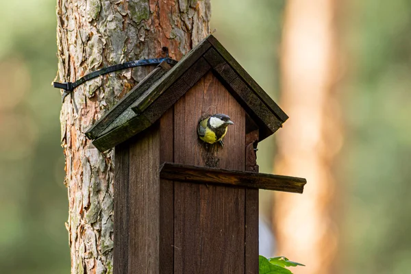 Great Tit Flying Out Birdhousetit Flying Out Birdhouse — Stok fotoğraf