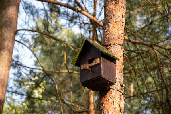 Ormandaki Bir Çam Ağacında Kuş Evi — Stok fotoğraf