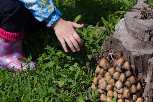 Zehirli mantar Bebek gözyaşları