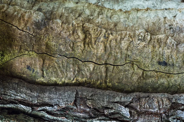 ağaç kabuğu arkaplanı