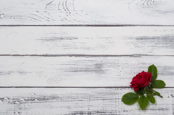 Eski tahtası üzerinde gül yalan