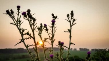 Zaman Atlamalı. Gün batımında Thistles.