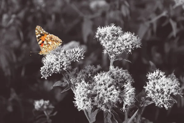 Mariposa naranja, fotografía en blanco y negro — Foto de Stock