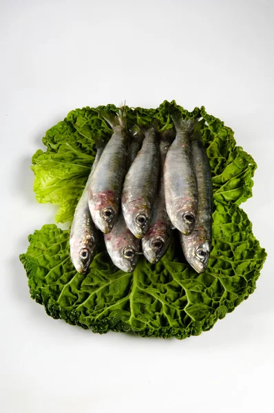 Grupp av sardiner på grön — Stockfoto