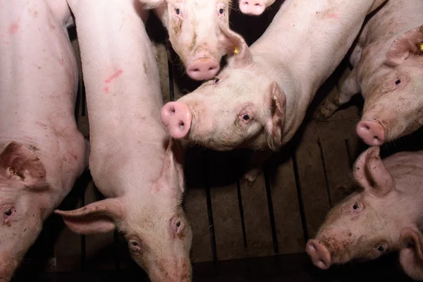 Свині на фермі — стокове фото