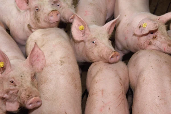 Porcos em uma fazenda — Fotografia de Stock