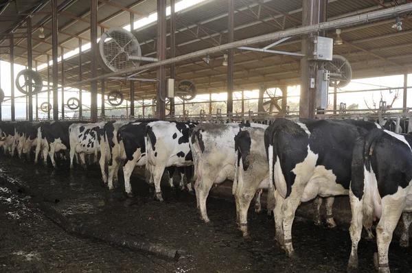 Vacas en una granja lechera — Foto de Stock