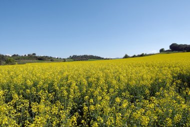 Monells, Girona Eyaleti, Ca yakınındaki Ampurdan kanola alanları