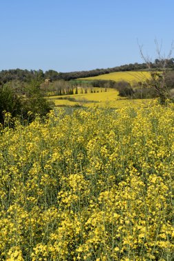 Monells, Girona Eyaleti, Ca yakınındaki Ampurdan kanola alanları