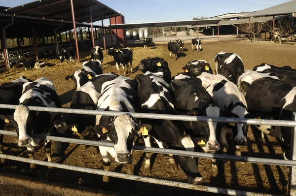 Vacas diferentes en una granja — Foto de Stock
