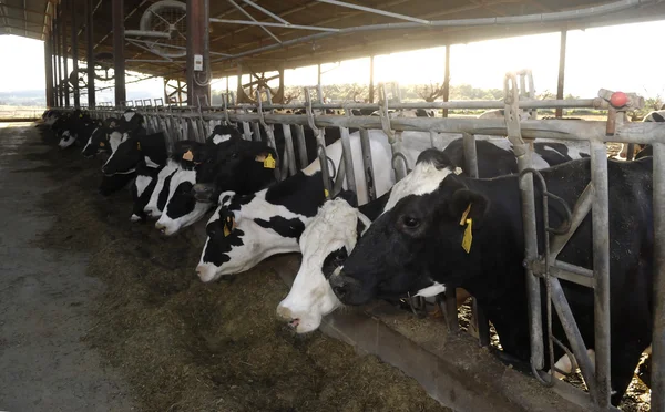 Разные коровы на ферме — стоковое фото