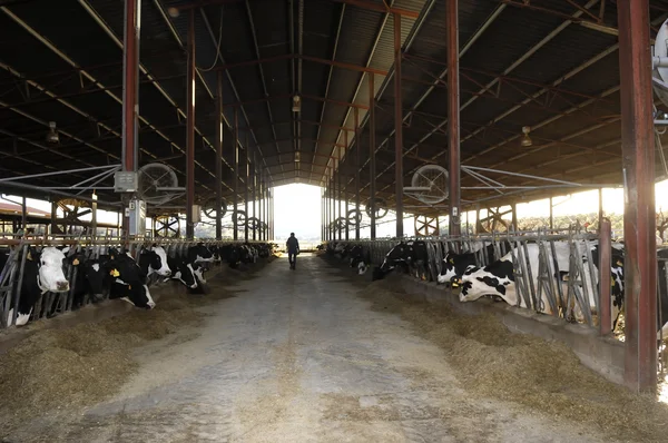 Разные коровы на ферме — стоковое фото