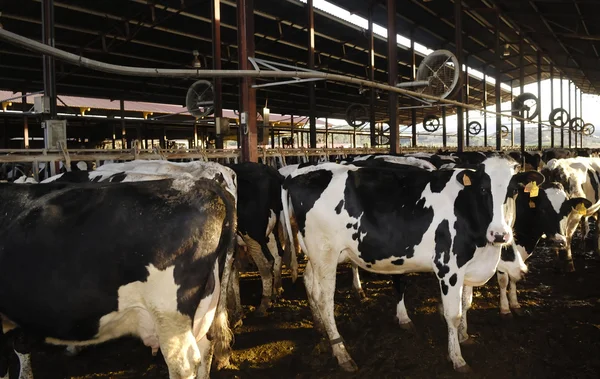 Vacas diferentes en una granja — Foto de Stock
