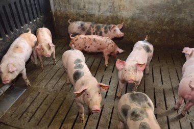 Siyah benekli bir çiftlikteki domuzlar 