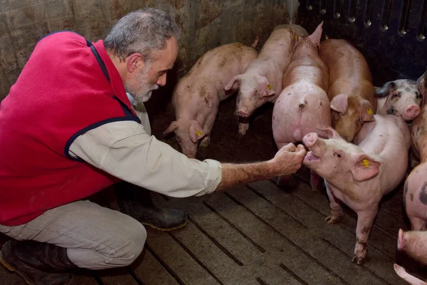 Granjero Con Sus Cerdos Dentro Una Granja —  Fotos de Stock