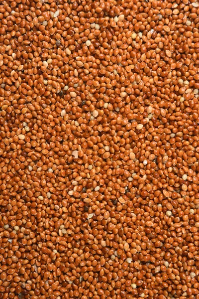 Texture Red Millet Grain Panicum Miliaceum — Stock Photo, Image