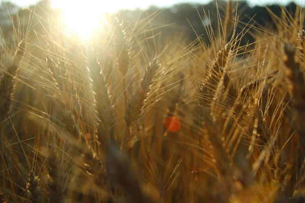 Закат на пшеничном поле — стоковое фото