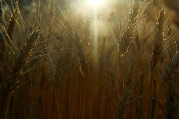 Sonnenuntergang Feldweizen — Stockfoto