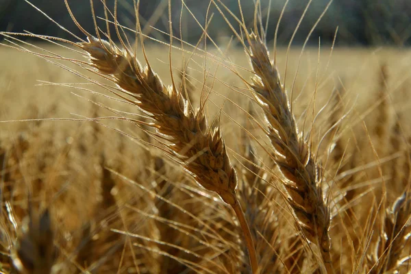Ähre des Weizens auf dem Feld — Stockfoto