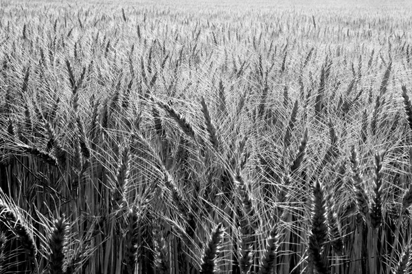 Weizenfeld, schwarz und weiß — Stockfoto