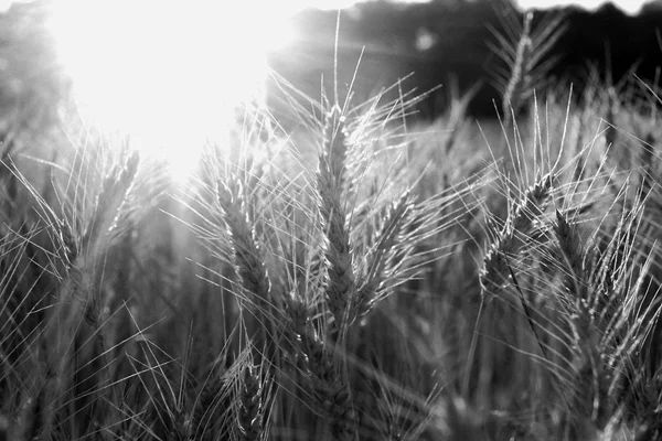 Weizenfeld hinterleuchtet — Stockfoto