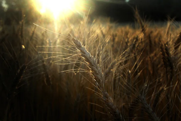 Ähre des Weizens auf dem Feld — Stockfoto