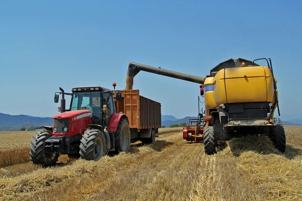 A wheat field in summer harvest a tractor i harvester — Stock Photo, Image