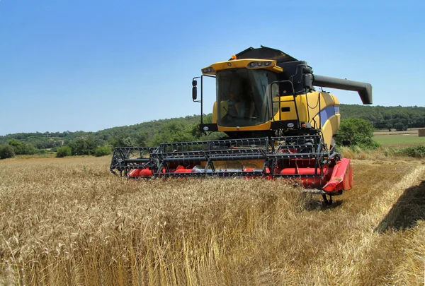 Trigo cosechado un día de verano — Foto de Stock