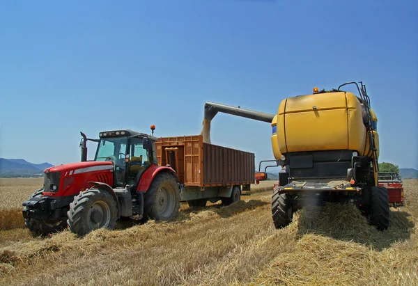 Harvested wheat a summer — Stock Photo, Image